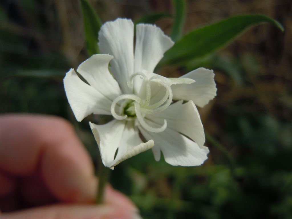 Silene latifolia
